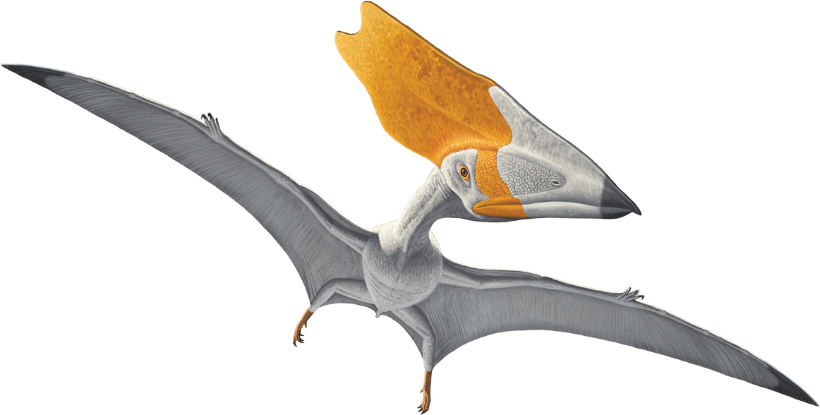 Vampire Bat (1200x691), Png Download