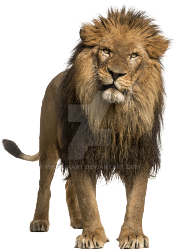 864 X 925 5 - Lion With Transparent Background (864x925), Png Download
