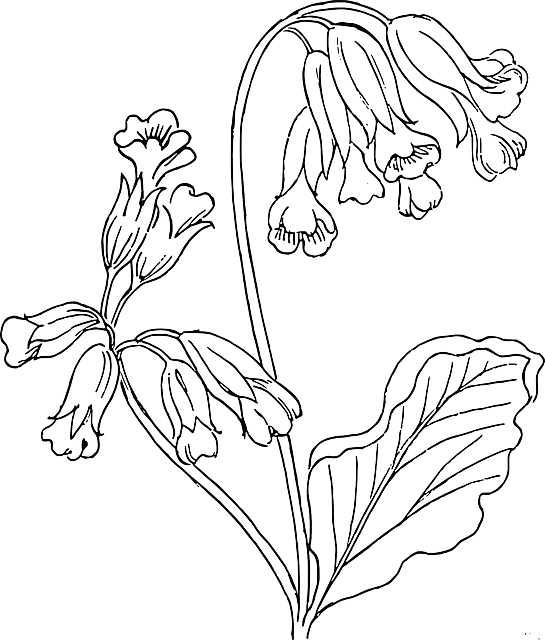 Outline, Flower, Rose, Plant, Outlines, Nature, Roses - Blue Bell Flower Outline (545x640), Png Download
