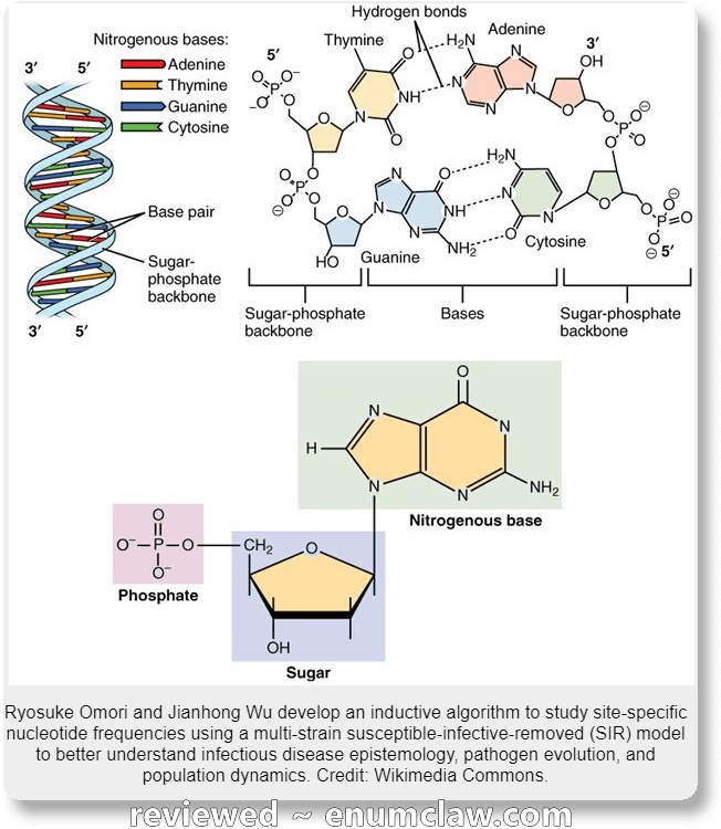 Are You Sure Mr - Difference Between Nucleotide And Nucleic Acid (696x791), Png Download