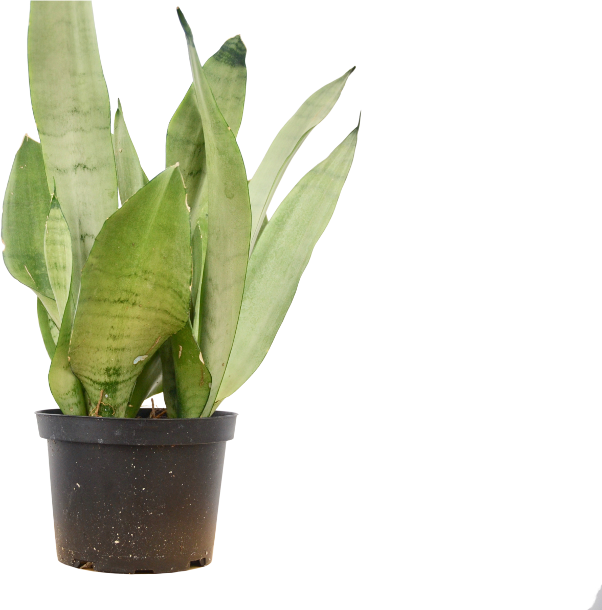 Snake Plant In 6" Pot / 'moonshine' / 12" - Houseplant (1800x1192), Png Download