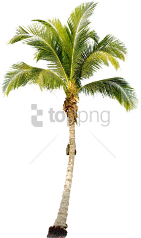 Free Png Download Palm Tree Transparent Png Images - Transparent Palm Tree Png (480x810), Png Download