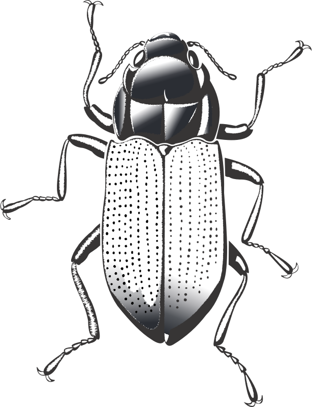 This Png File Is About Pest , Insect , Bug , Cockroach - Dung Beetle (614x800), Png Download