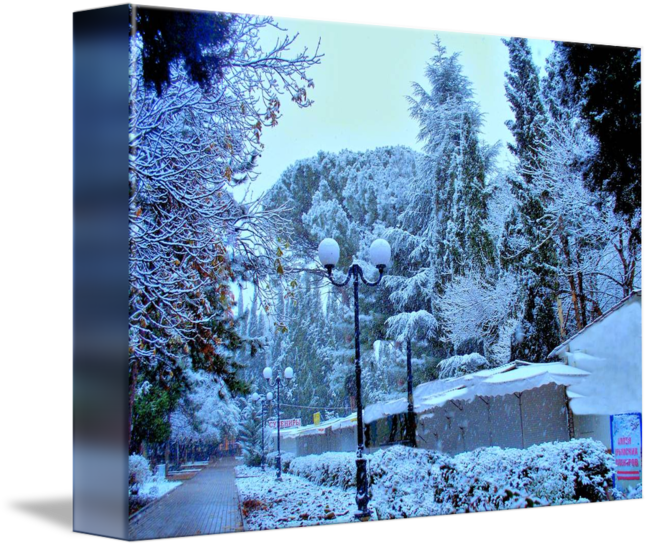 Freshly Falling Snow By - Snow (650x547), Png Download
