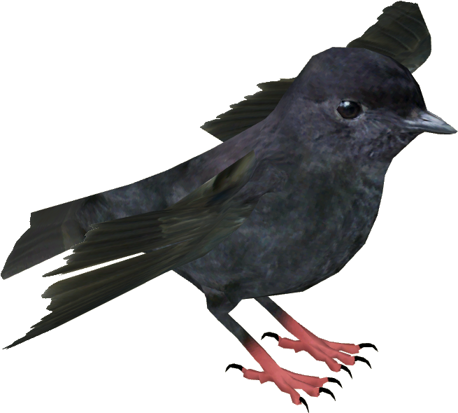 Chatham Island Black Robin - American Crow (654x654), Png Download
