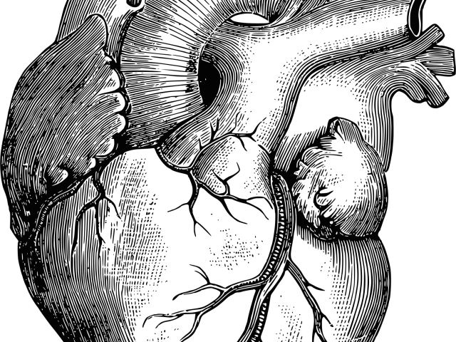 Anatomy Clipart Real Heart - Realistic Human Body Drawings (640x480), Png Download