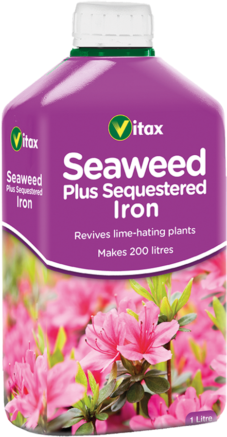 More Views - Seaweed With Sequestered Iron (580x1000), Png Download