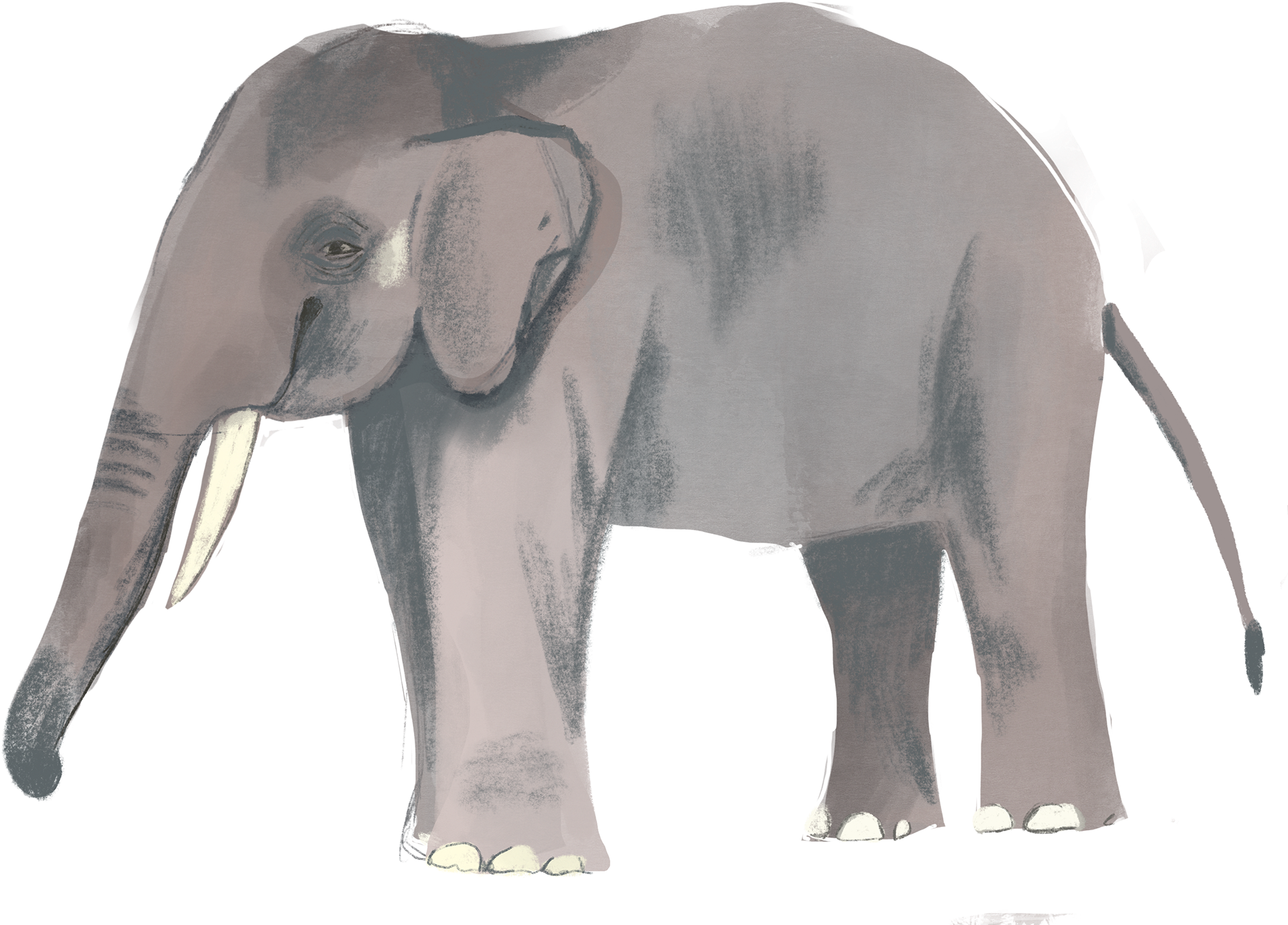 Thanks For Watching - Indian Elephant (1920x1439), Png Download