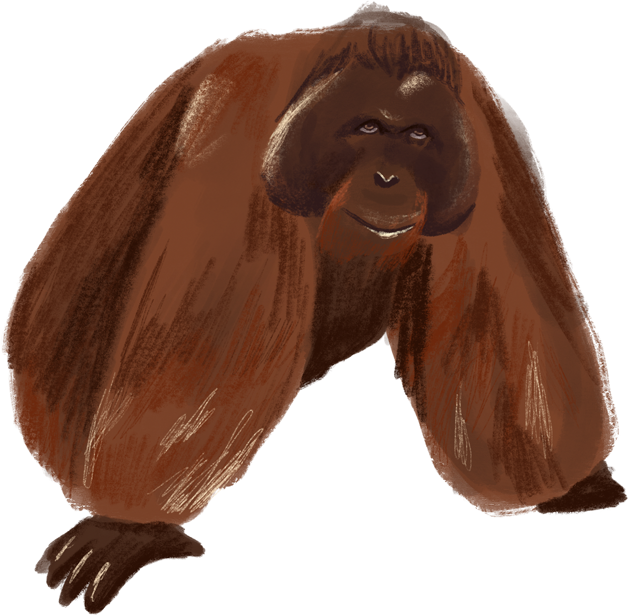 Thanks For Watching - Orangutan (1920x1439), Png Download