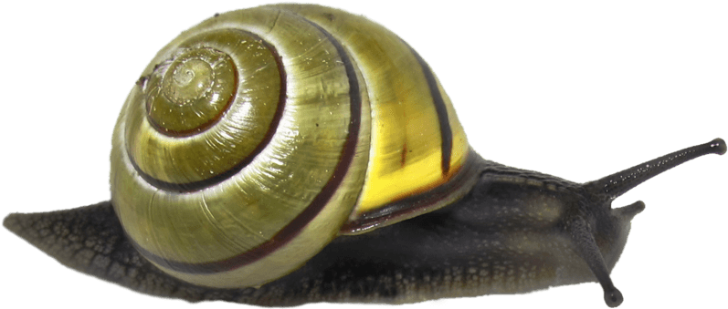 Animals - Snails - Green Snail Transparent (1024x746), Png Download