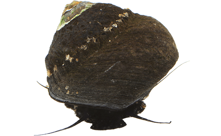 Rock Snail - Brush-footed Butterfly (800x533), Png Download