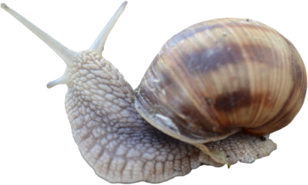 Snail Png Transparent Images - Snail Png Transparent (640x480), Png Download