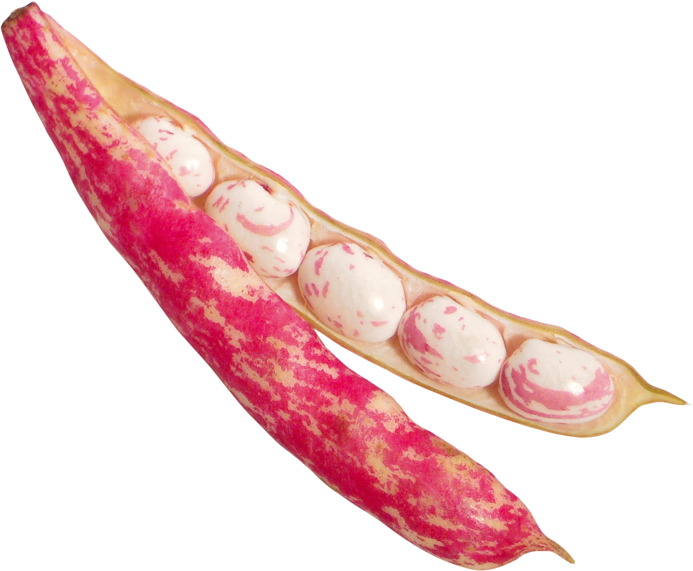 Download Beans Png Image - Bean (1536x1276), Png Download