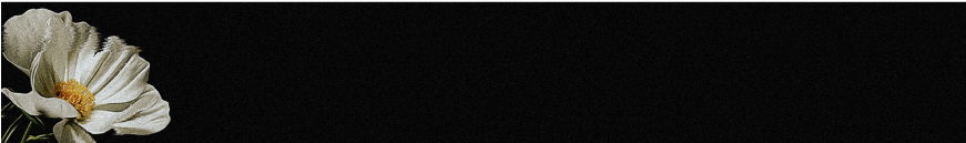 Prev - Rose (870x489), Png Download