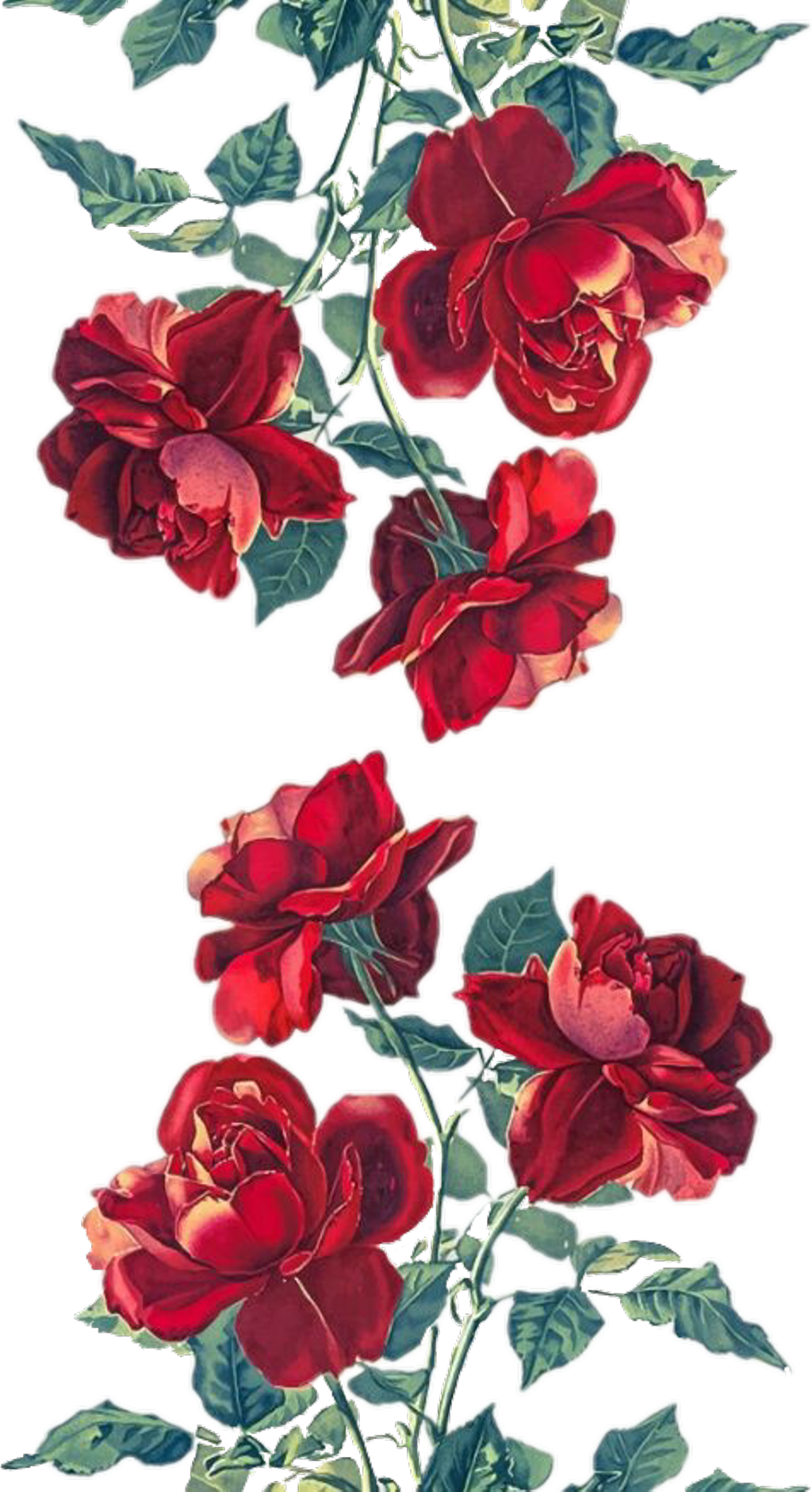 #roses #rosas #rojo #red #flores #flowers #png #tumblr - Rose Background (1024x1880), Png Download