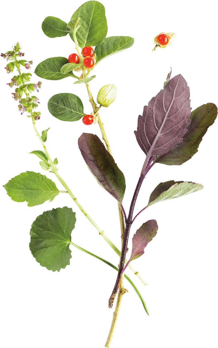 Already Love Ashwagandha Discover Its Partner, Stresscare - Himalaya Stress Care (800x1267), Png Download