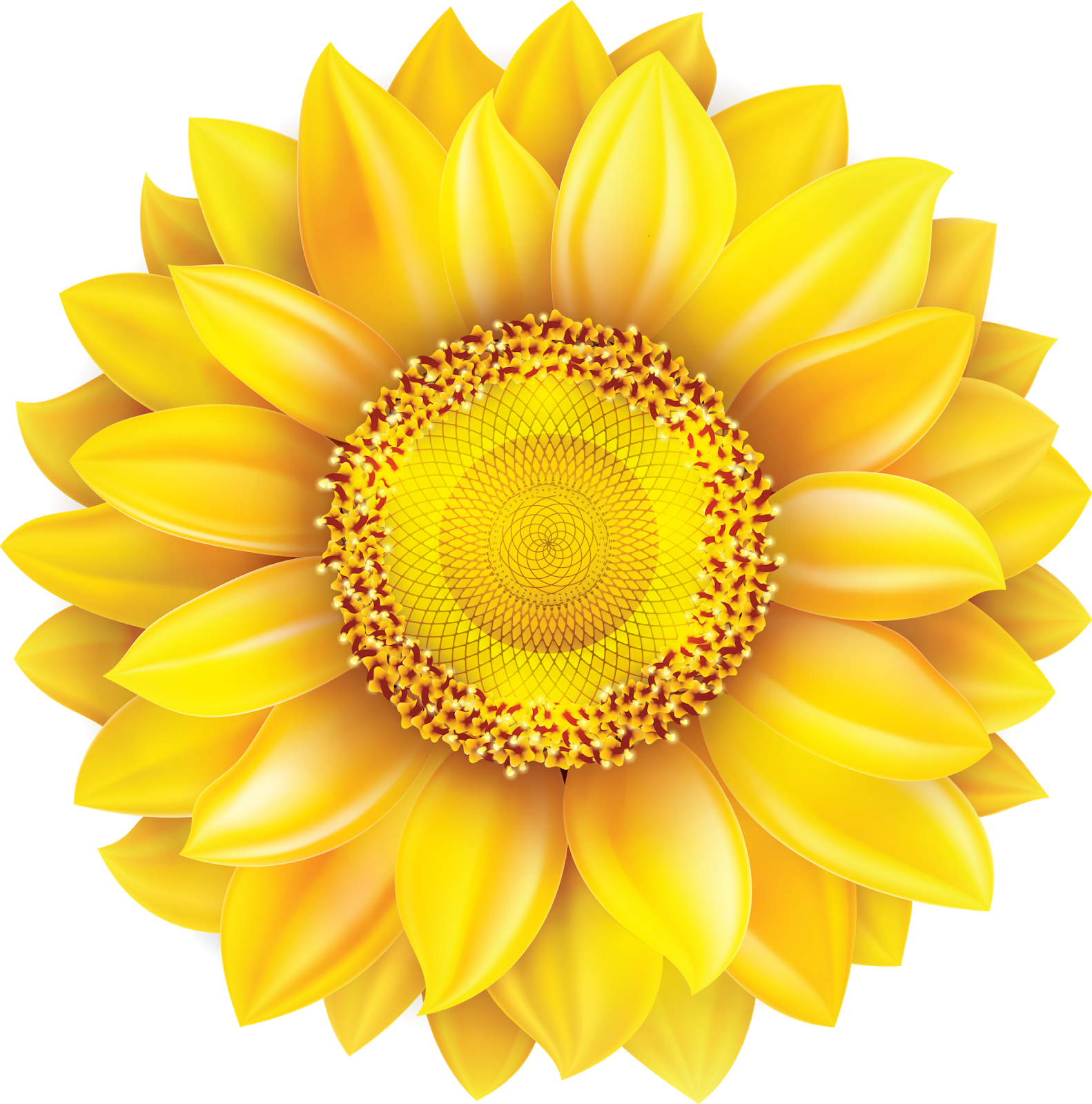 Common Sunflower Pixel - Suraj Mukhi Ka Phool (1582x1600), Png Download