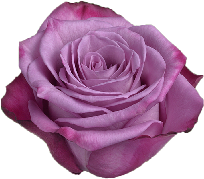 Multicolor Purple Rose - Фиолетовые Розы (800x802), Png Download