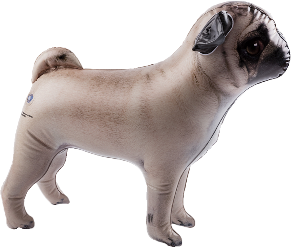 Inflatable Pet Dci Gift Side View - Pug (1024x1024), Png Download
