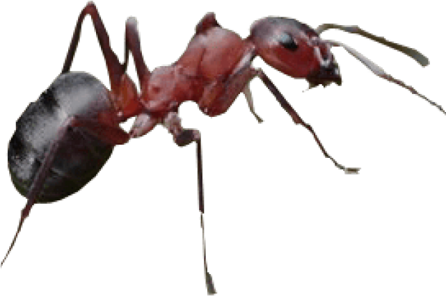 Ant Png Transparent Images - Ant With Transparent Background (640x480), Png Download