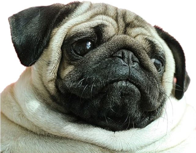 Pug Png (640x1136), Png Download