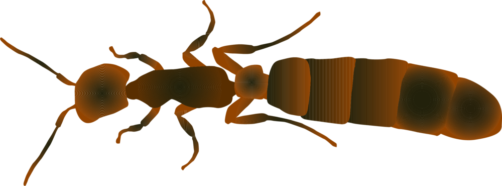Queen Ant - Carpenter Ant (1000x370), Png Download