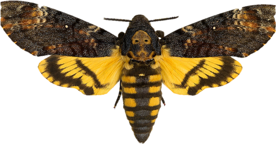 Moth - Acherontia Atropos Tattoo (995x545), Png Download