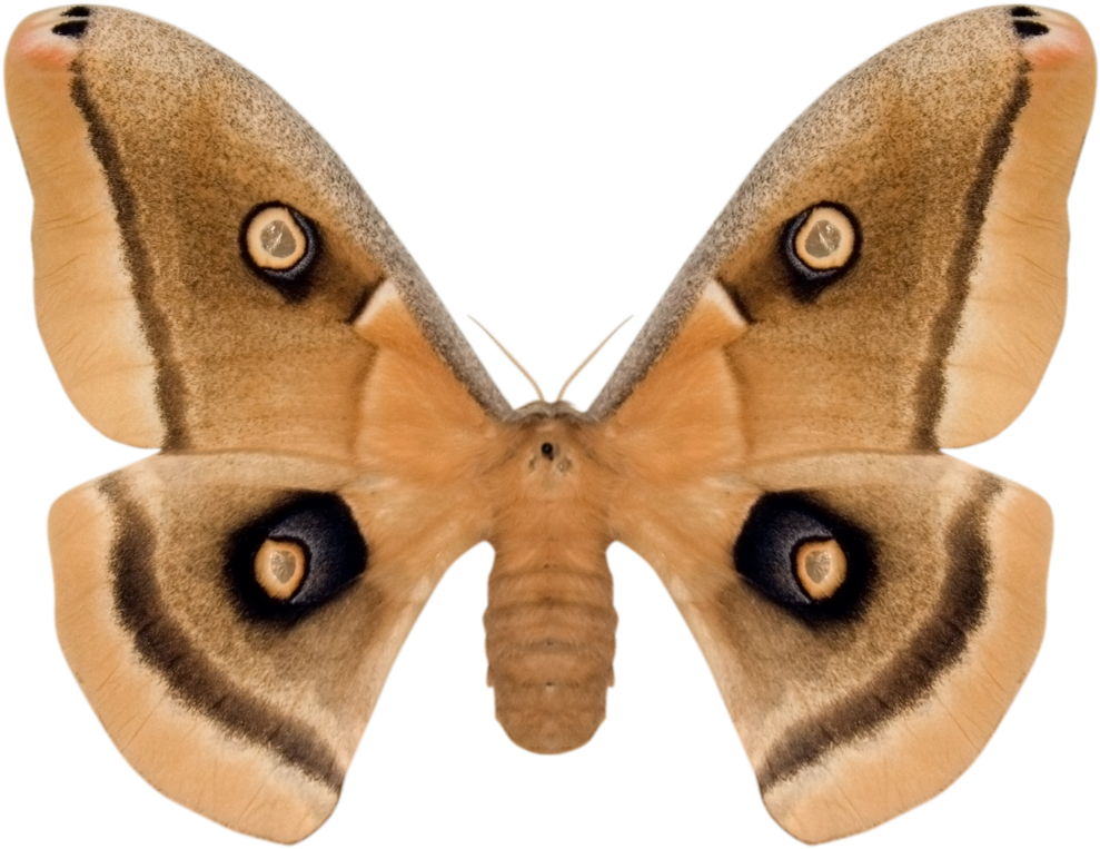 Prev / Next (1000x1000), Png Download