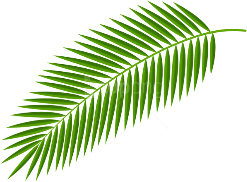 Free Png Download Palm Branch Transparent Clipart Png - Free Palm Leaf Png (850x629), Png Download