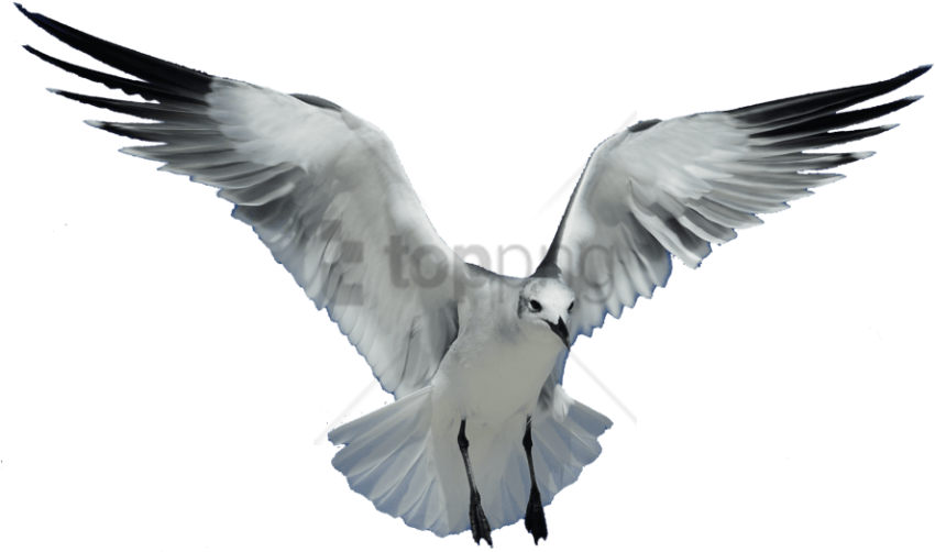 Free Png Download Seagull Transparent Png Images Background - Seagull Transparent Background Png (850x502), Png Download