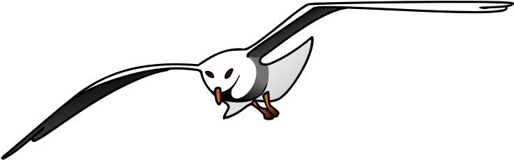 Medium Image - Seagull Clipart (800x800), Png Download