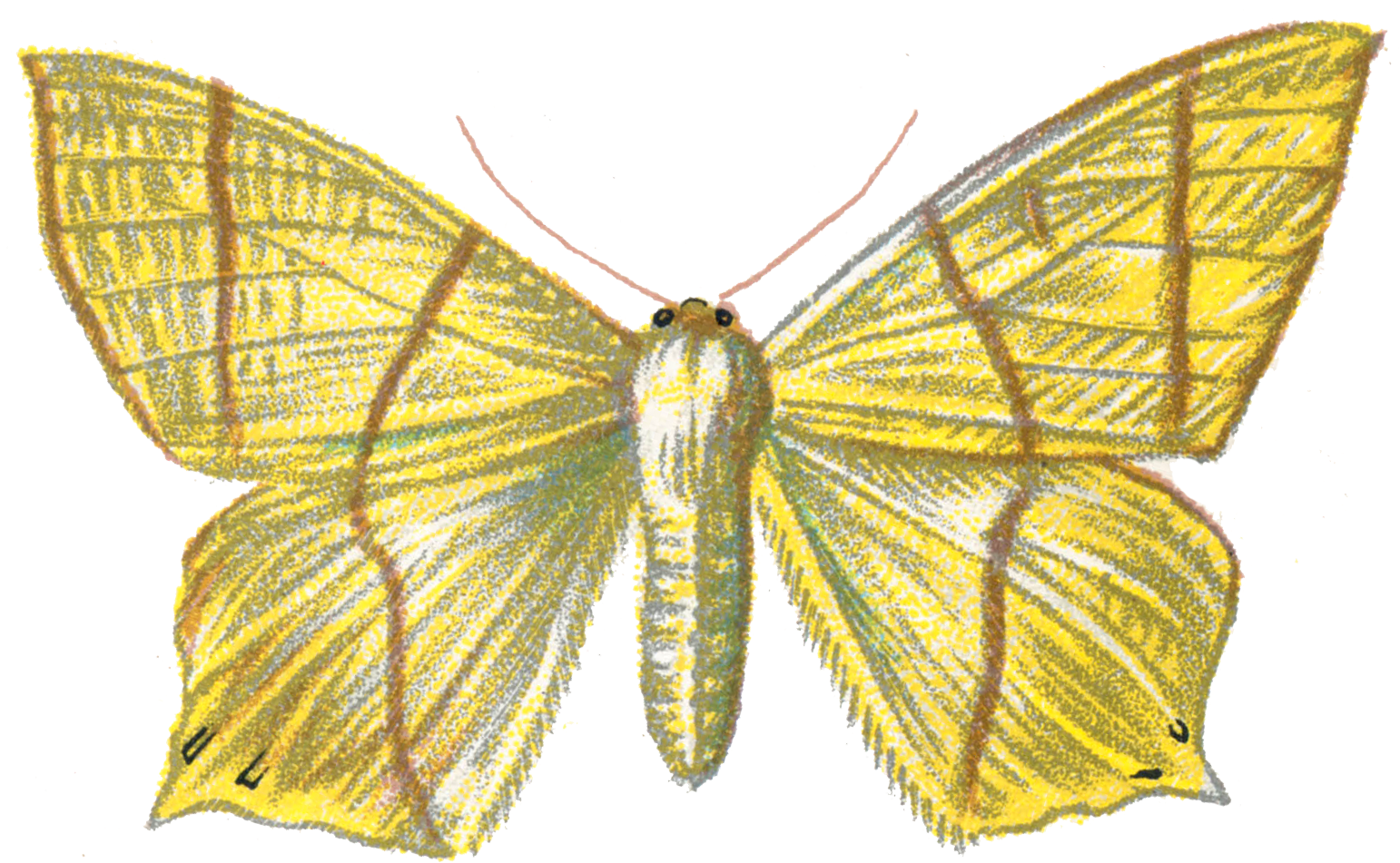 Png - Moth (1549x957), Png Download