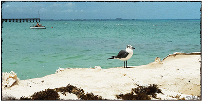 Sea (600x600), Png Download