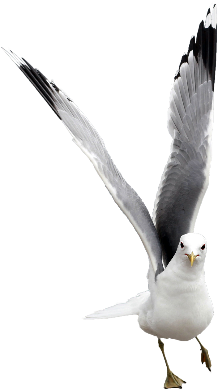 Vacation, Seagull Free, Nature Bird Water, Animal - European Herring Gull (728x1280), Png Download