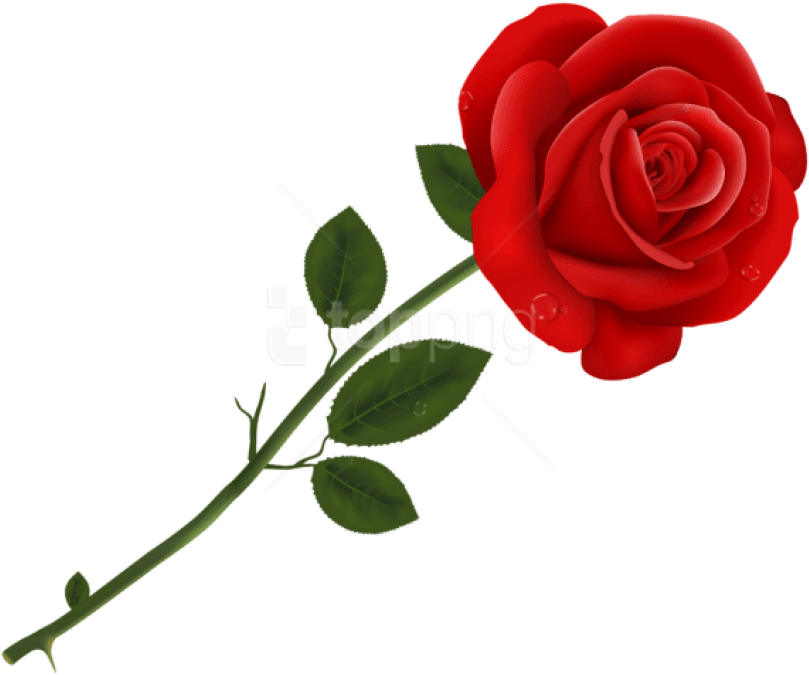 Free Png Download Red Rose Transparent Png Images Background - Rose Clipart Transparent Background (850x712), Png Download