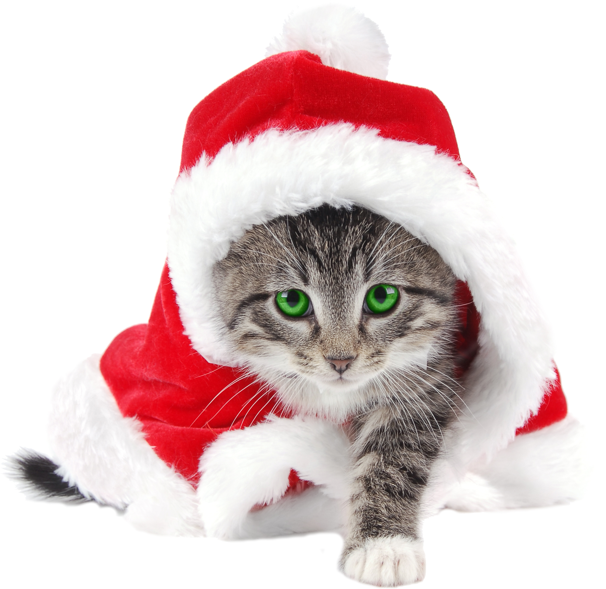 Новый Год Растровый Клипарт Png Высокого Разрешения - Cute Cat In Santa Hat (2436x2334), Png Download