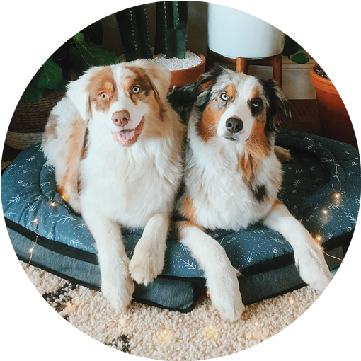 “it's Like Having A Suitcase And A Dog Bed In One ” - Australian Shepherd (900x900), Png Download