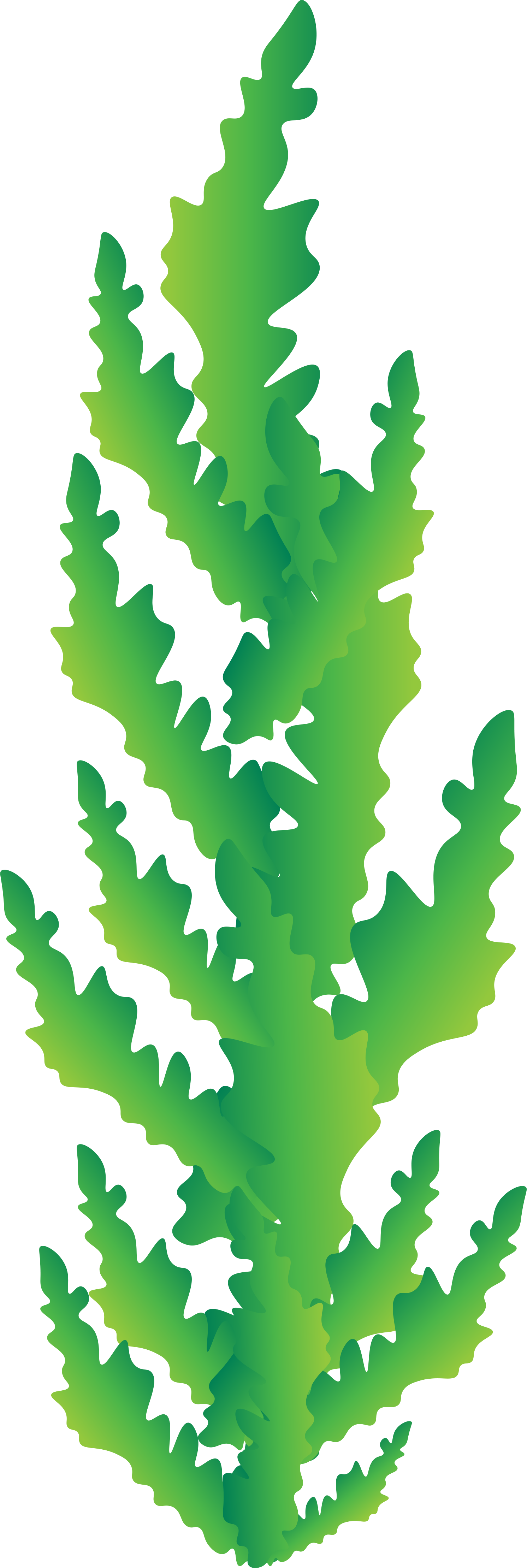 Seaweed (1492x4439), Png Download