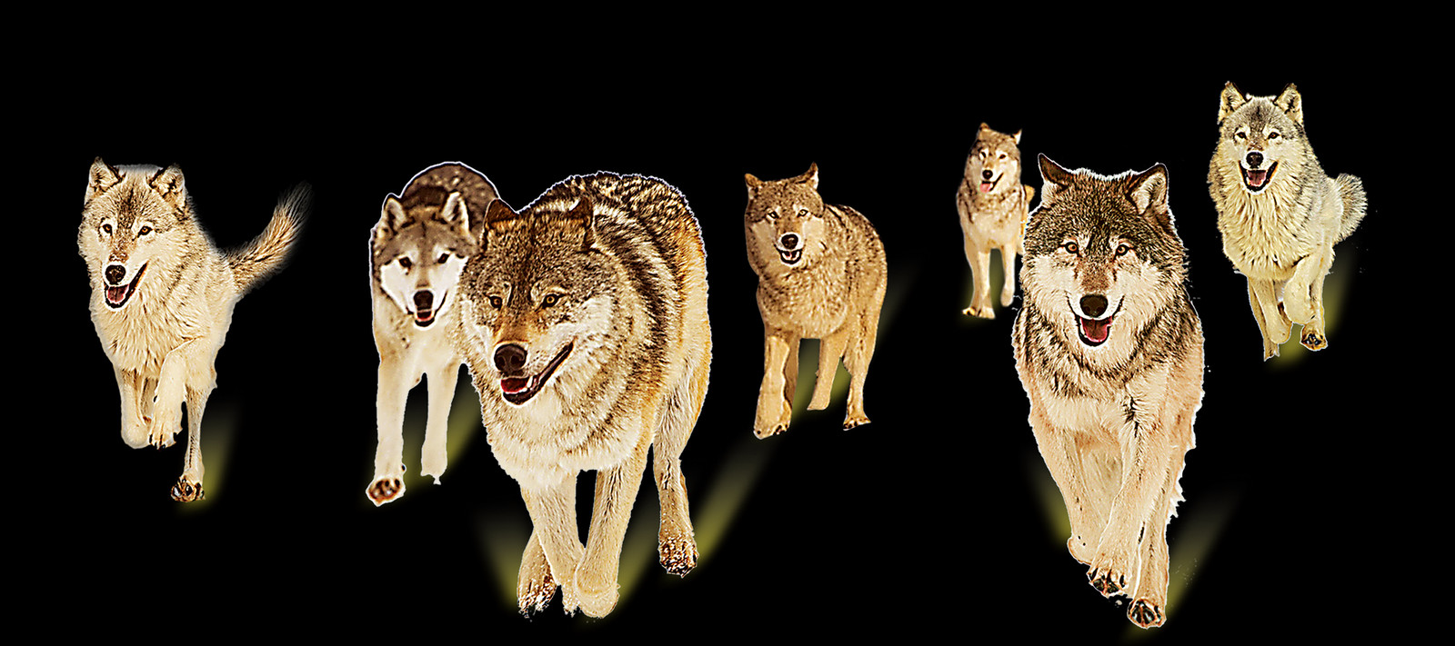 Czechoslovakian Wolfdog (1600x711), Png Download