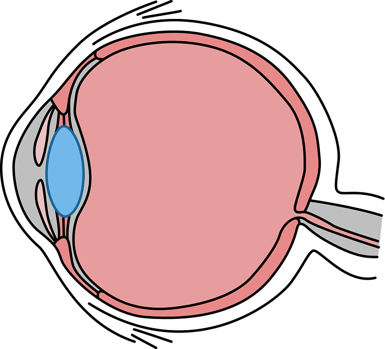 Simple, Illustrated Cross-section Of The Human Eye - Partes De La Vista Png (793x720), Png Download