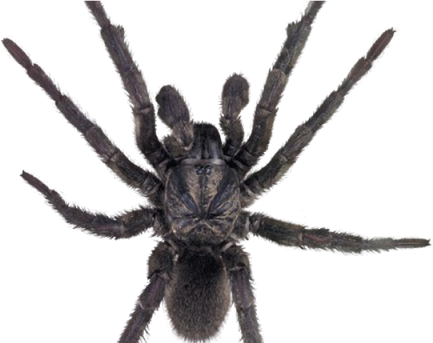 Spider Png Transparent Images - Funnel Web Spider Png (640x480), Png Download
