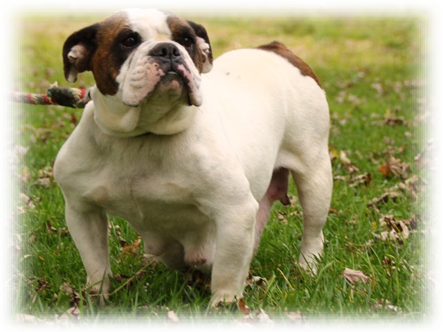 Olde English Bulldogge (640x480), Png Download