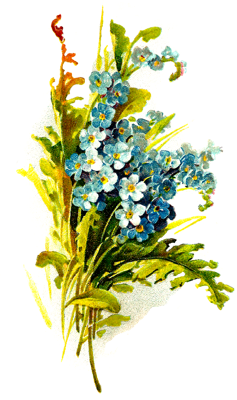 Digital Wildflower Image - Heath Aster (864x1476), Png Download