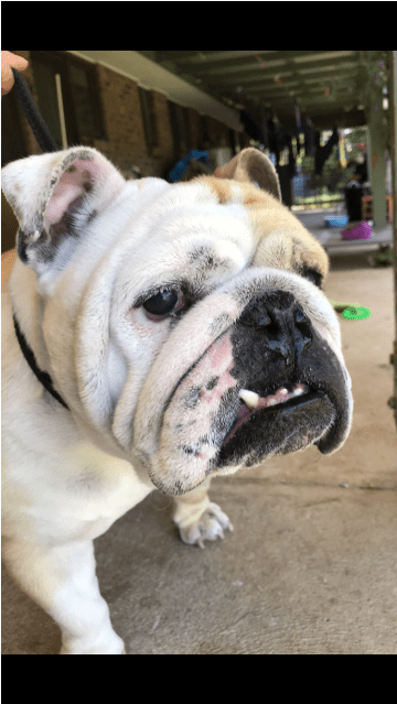 Donate To Petrescue - Olde English Bulldogge (638x638), Png Download