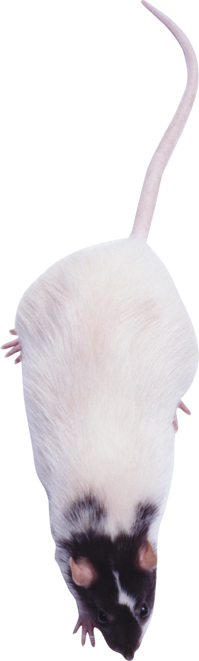 Mouse, Rat Png Image, Download Png Image With Transparent - Rays And Skates (400x1324), Png Download