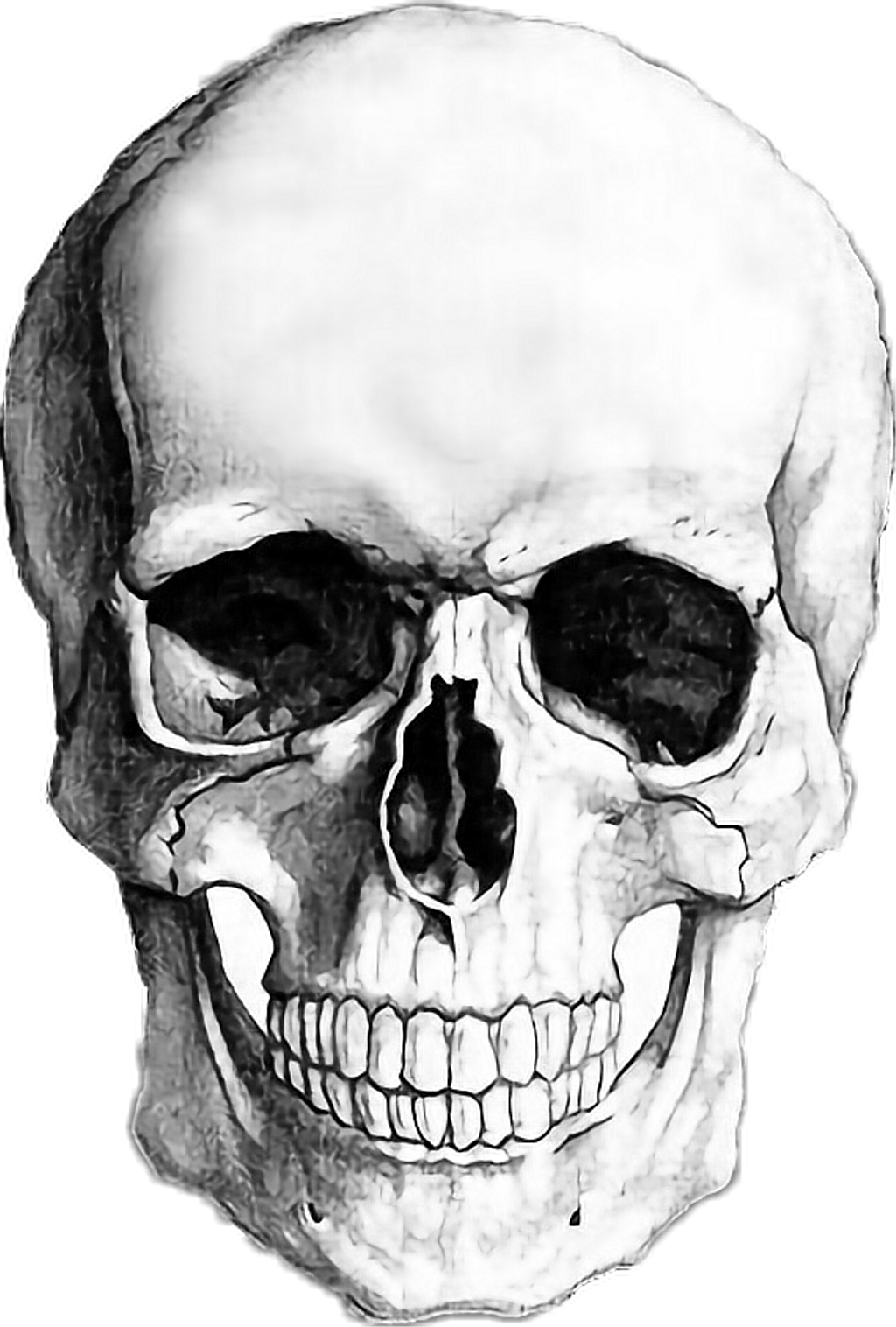 Dessin Tete De Mort Realiste sticker #halloween #skull #drawing #blackandwhite - Tete De Mort Dessin  Realiste | Full Size PNG Download | SeekPNG
