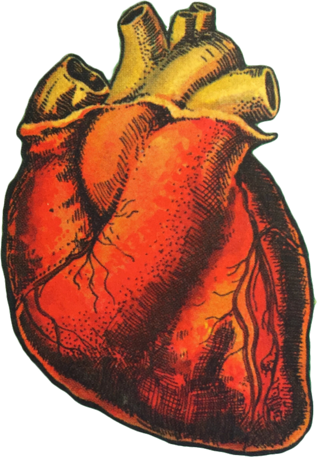 #heart #organ #humanheart #art #drawing #love #aesthetic - Transparent Tumblr Red Aesthetic Png (1024x1475), Png Download