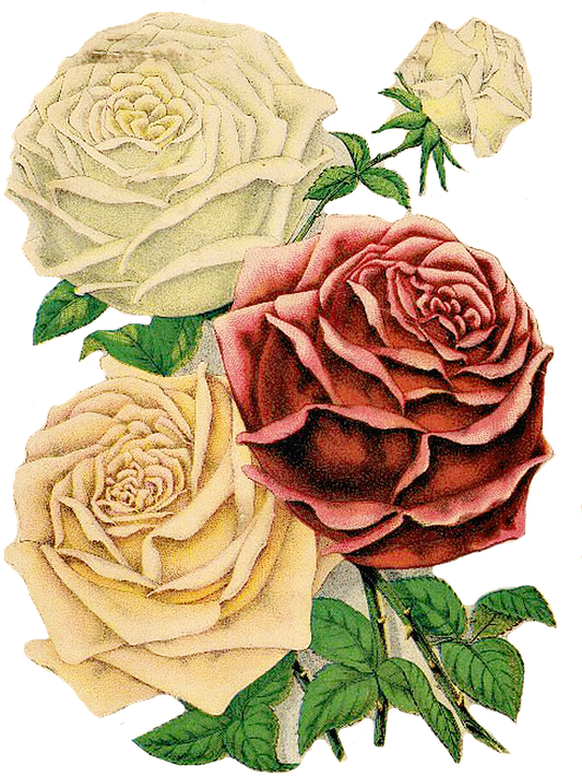 Red Rose Clipart Rose Floral - Old British Seed Catalog (543x720), Png Download
