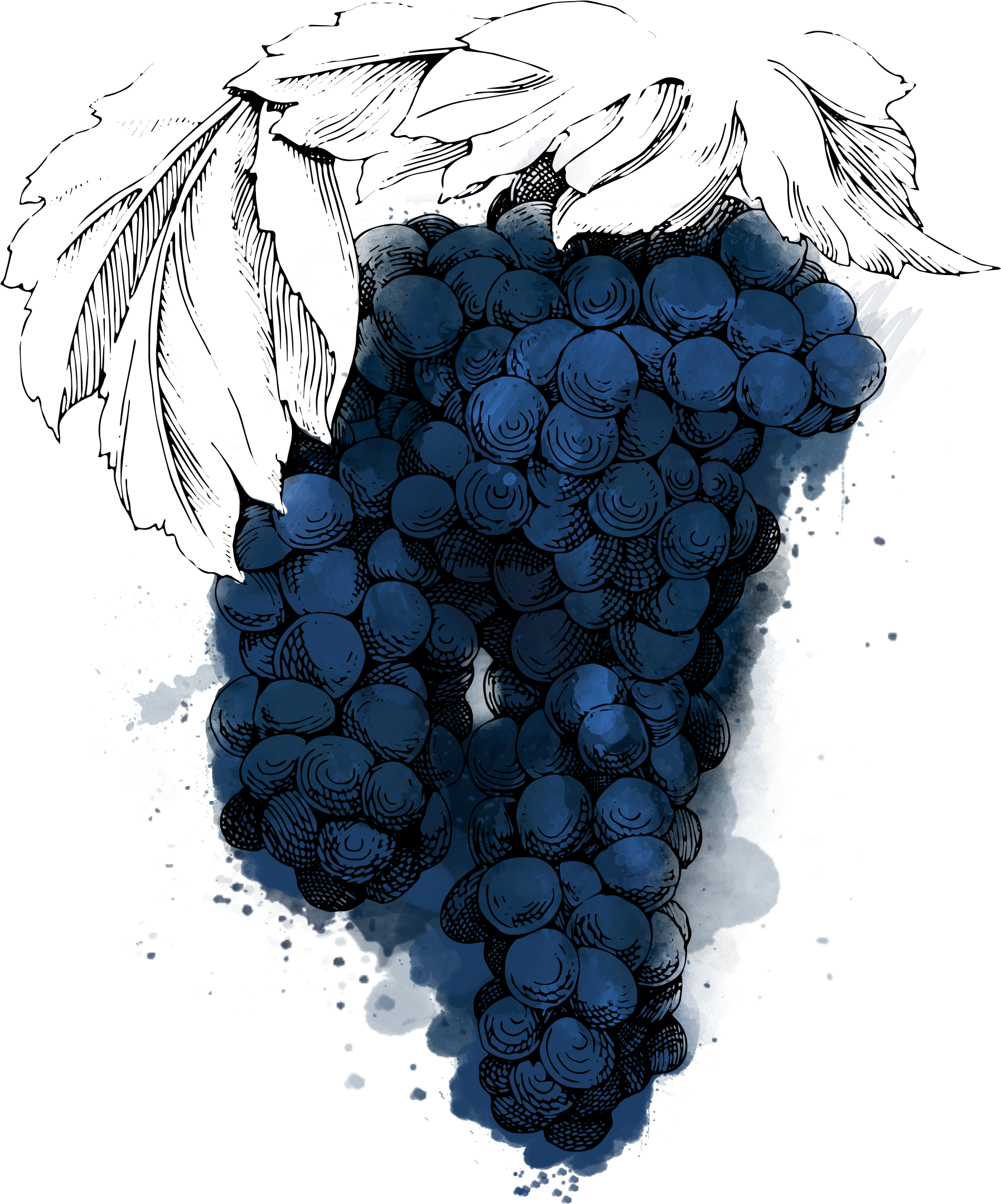 Rkatsiteli Is One Of The Most Important Grapes Grown - Grape (2000x2500), Png Download