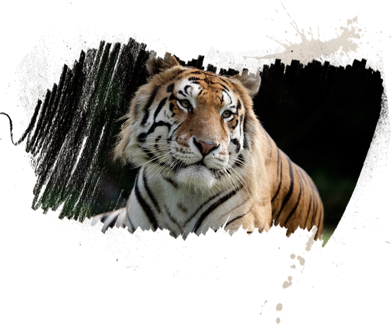 Experience T - I - G - E - R - S - - Siberian Tiger (771x639), Png Download